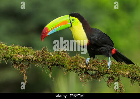 Keelbilled Toucan (Ramphastos sulfuratus) perché sur une branche au Costa Rica. Banque D'Images