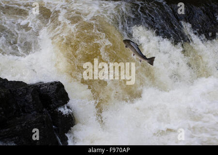 Le saumon atlantique, Salmo salar, Migration, Québec, Canada Banque D'Images