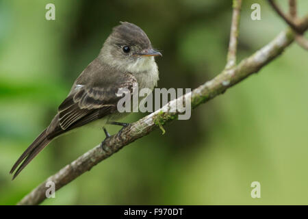 Moucherolle des saules (Empidonax traillii) perché sur une branche au Costa Rica. Banque D'Images