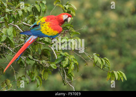 Ara rouge (Ara macao) perché sur une branche au Costa Rica. Banque D'Images