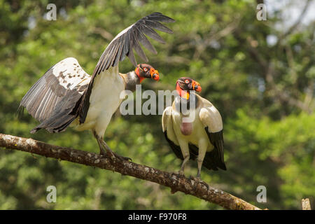 Vautour pape (Sarcoramphus papa) perché sur une branche au Costa Rica. Banque D'Images