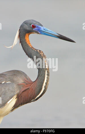 Aigrette tricolore (Egretta tricolor) nourrir le long de la rive d'un fleuve au Costa Rica, Amérique centrale. Banque D'Images