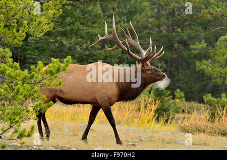 Une vue latérale d'un taureau sauvage le wapiti, Cervus elaphus, en sortant des pins au bord d'une prairie de couleur d'automne à Jasper Banque D'Images