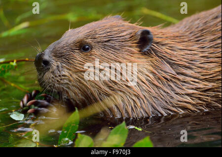 Un gros plan d'une image 'Castor Castor sauvage' canadenis, flottant dans l'eau tout en se nourrissant de quelques feuilles de tremble vert. Banque D'Images