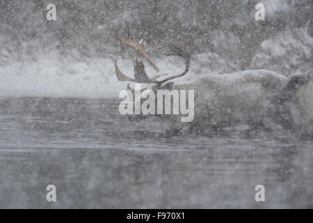 Le caribou migrateur, Rangifer tarandus, traverser le lac, Nunavik, Québec, Canada Banque D'Images