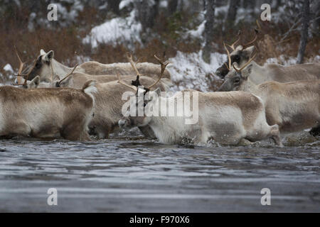 Le caribou migrateur, Rangifer tarandus, traverser le lac, Nunavik, Québec, Canada Banque D'Images