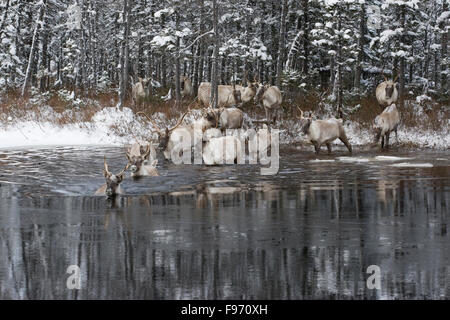 Le caribou migrateur, Rangifer tarandus, traverser le lac, Nunavik, Québec, Canada Banque D'Images