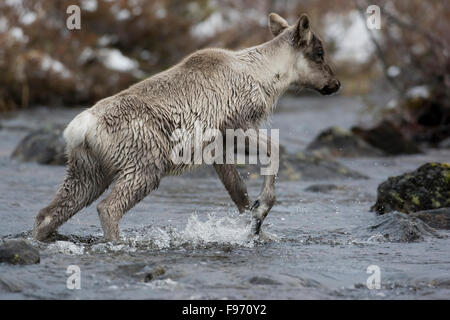 Le caribou migrateur, Rangifer tarandus, Crossing river, Nunavik, Québec, Canada Banque D'Images