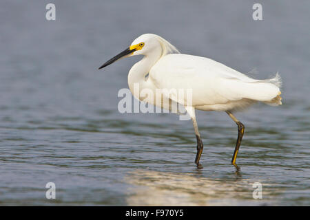 Snowy Egret (Egretta thula) feeding along the shore of a river in Costa Rica, Central America. Banque D'Images