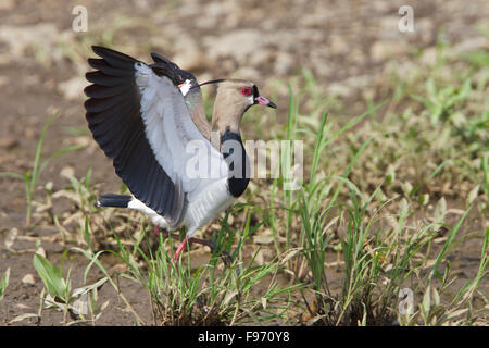 Le sud de sociable (vanellus chilensis) nourrir le long de la rive d'un fleuve au Costa Rica, Amérique centrale. Banque D'Images