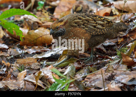 Spotted Wood Quail (Odontophorus guttatus) se nourrissant sur le terrain au Costa Rica. Banque D'Images