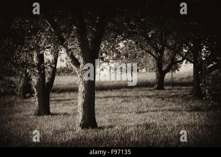 La fin de l'après-midi la lumière qui tombe sur les arbres de l'été. Banque D'Images