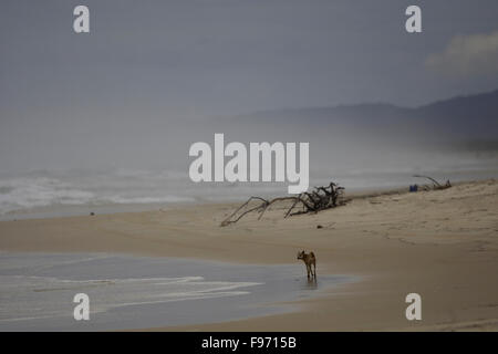 Dingo sur la plage près de Eurong, Fraser Island, Australie Banque D'Images