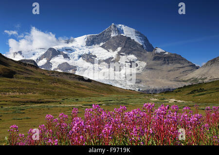 Fleurs sauvages avec en arrière-plan le mont Robson, British Columbia, Canada Banque D'Images