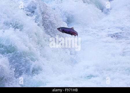 Saut d'arrière-garde de saumon du fleuve Fraser, chutes de saumon, Banque D'Images