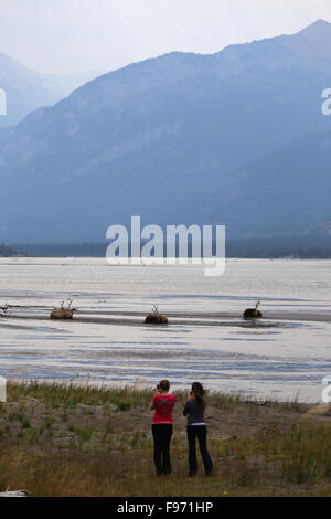 Les wapitis mâles se prélasser sur le rivage alors qu'prendre des photos sur un lac dans le parc national Jasper, Banque D'Images