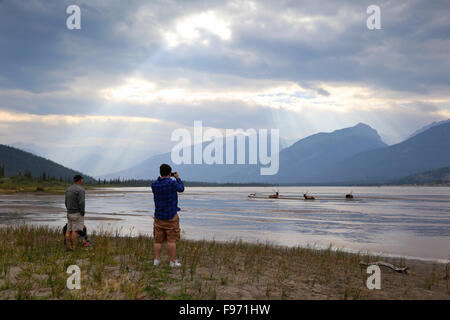 Les wapitis mâles se prélasser sur le rivage alors qu'prendre des photos sur un lac dans le parc national Jasper, Banque D'Images