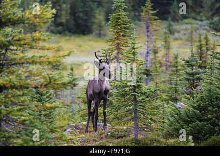 Le caribou du parc Jasper Tonquin Valley Banque D'Images