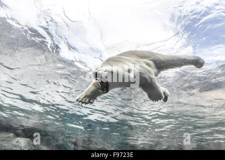 L'ours polaire (Ursus maritimus), attaquant alors que nager sous l'eau au voyage à Churchill, Zoo du Parc Assiniboine, Winnipeg, Banque D'Images