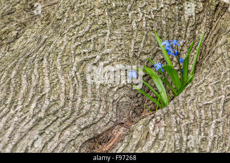 Squill Scilla sibirica (Sibérie) à la base de l'arbre, Muir Park, Toronto, Ontario, Canada Banque D'Images