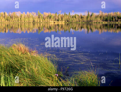 Petit lac dans la forêt boréale, près de Kenora, en Ontario, Canada Banque D'Images