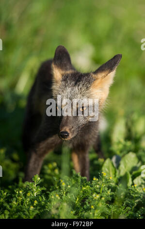 Vulpes vulpes, le renard roux, le nord de la Colombie-Britannique, Canada Banque D'Images