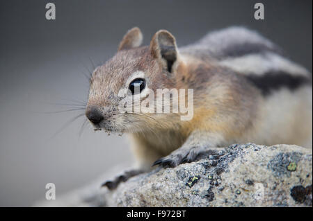 Callospermophilus lateralis, golden spermophile à mante dorée, montagnes Rocheuses, Alberta, Canada Banque D'Images