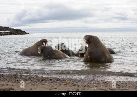 Morse de l'Atlantique (Odobenus rosmarus rosmarus), dans l'eau, Andréetangen pointe, Edgeøya (île de bord), l'archipel du Svalbard, Banque D'Images