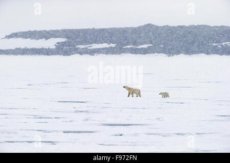 L'ours polaire (Ursus maritimus), femme et cub de l'année balade sur la banquise, dans la tempête de neige, Hochstetterbreen (au sud du glacier Banque D'Images