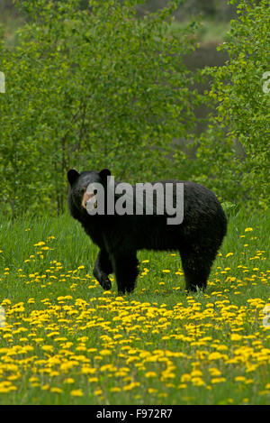 L'ours noir, femme ou sow, (Ursus americanus) debout à bord de forêt dans un champ de fleurs de pissenlits. Près de Banque D'Images