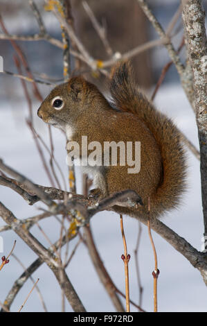 Écureuil roux (Tamiasciurus hudsonicus), hiver, lac Supérieur, ON, Canada Banque D'Images
