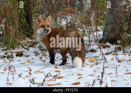 Red Fox debout dans la forêt d'hiver avec les feuilles colorées tombées dans la neige. (Vulpes vulpes), la forêt boréale, la frontière Banque D'Images