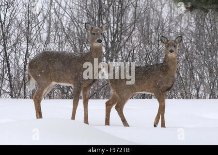 Le Cerf de Virginie (Odocoileus virginianus), l'hiver, la mère et les jeunes, le lac Supérieur, ON, Canada Banque D'Images