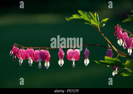 Cœurs (Lamprocapnos), domestique Banque D'Images