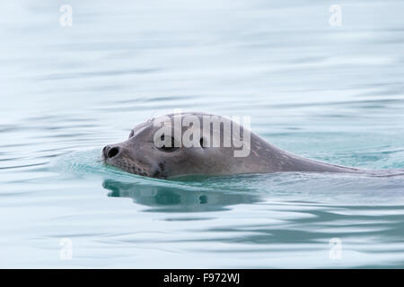 Phoque commun (Phoca vitulina), natation, Magdalenefjorden, archipel du Svalbard, Norvège. Marques les plus septentrionaux de Svalbard Banque D'Images