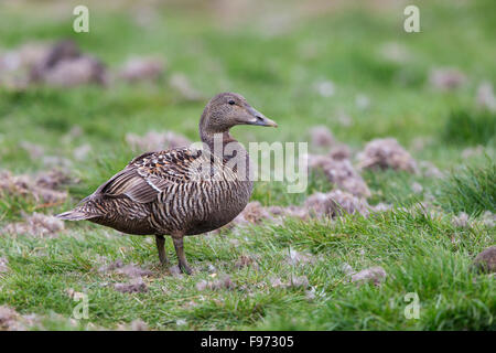 L'eider à duvet (Somateria mollissima), femme, Longyearbyen, archipel du Svalbard, Norvège. Banque D'Images