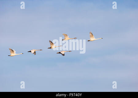 Cygne trompette (Cygnus buccinator),), adultes et juvéniles, l'estuaire de la rivière Nanaimo, Nanaimo (Colombie-Britannique). Banque D'Images