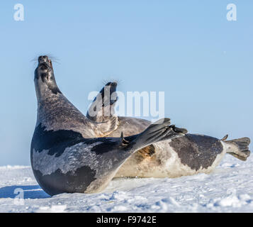 Le phoque du Groenland (Pagophilus groenlandicus), les femelles en interaction agressive, à motifs de mise bas sur la glace de mer, Golfe de Saint Banque D'Images