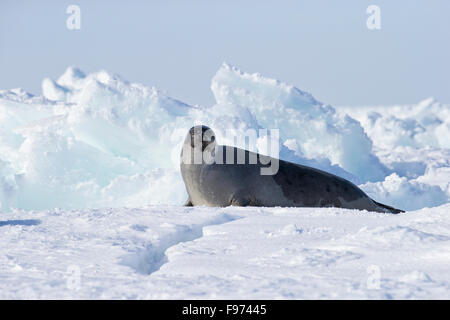 Le phoque du Groenland (Pagophilus groenlandicus), femme, sur la glace de mer, le golfe du Saint-Laurent, près des îles de la Madeleine (la Madeleine), Banque D'Images