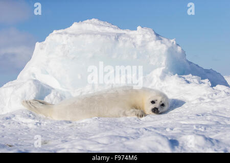 Le phoque du Groenland (Pagophilus groenlandicus), blanchon pup, sur la glace de mer, le golfe du Saint-Laurent, près des îles de la Madeleine (Madeleine Banque D'Images