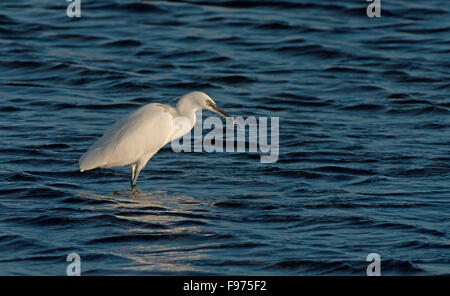 Aigrette garzette - Egretta garzetta avec poisson frais. L'hiver. Uk Banque D'Images
