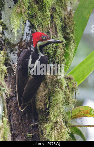 (Campephilus gayaquilensis Guayaquil Woodpecker) perché sur une branche en Equateur. Banque D'Images