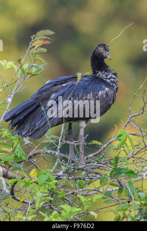 Horned Screamer (Anhima cornuta) perché sur une branche dans le parc national de Manu, Pérou. Banque D'Images