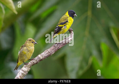 Hooded Siskin Carduelis magellanica () perché sur une branche dans le parc national de Manu, Pérou. Banque D'Images