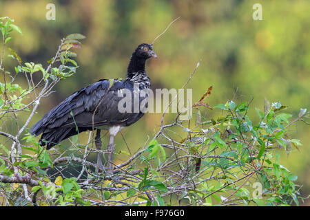 Horned Screamer (Anhima cornuta) perché sur une branche dans le parc national de Manu, Pérou. Banque D'Images