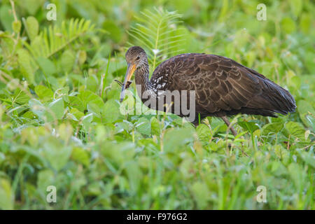 Aramus guarauna Limpkin (alimentation) au bord d'un lac dans le parc national de Manu, Pérou. Banque D'Images