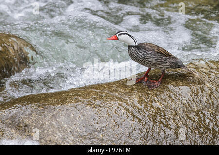 Torrent Duck (Merganetta armata) Nager dans une rivière au Pérou. Banque D'Images