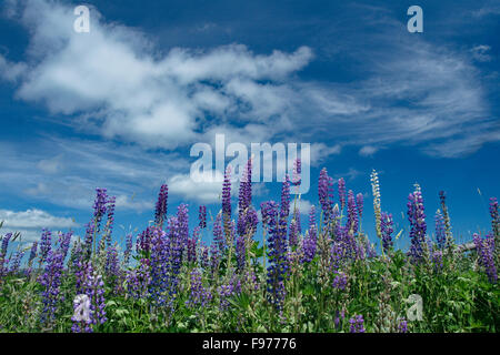 Lupins en fleur en premier plan avec Ciel et nuages ci-dessus. L'emplacement est Potence Cove Road près de Witless Bay. Banque D'Images