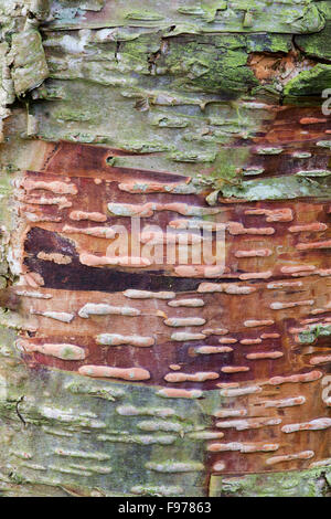 Betula lenta. L'écorce de bouleau sucré tendance close up Banque D'Images