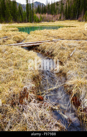 Journal chemin-ower marais de Altay tajga près du lac bleu au début de printemps Banque D'Images